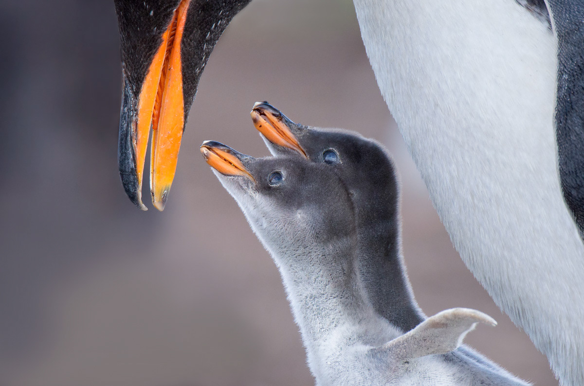gentoo chicks begging for food on sea lion island