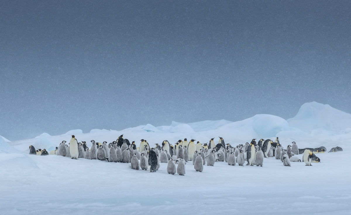 a part of the colony gathering 