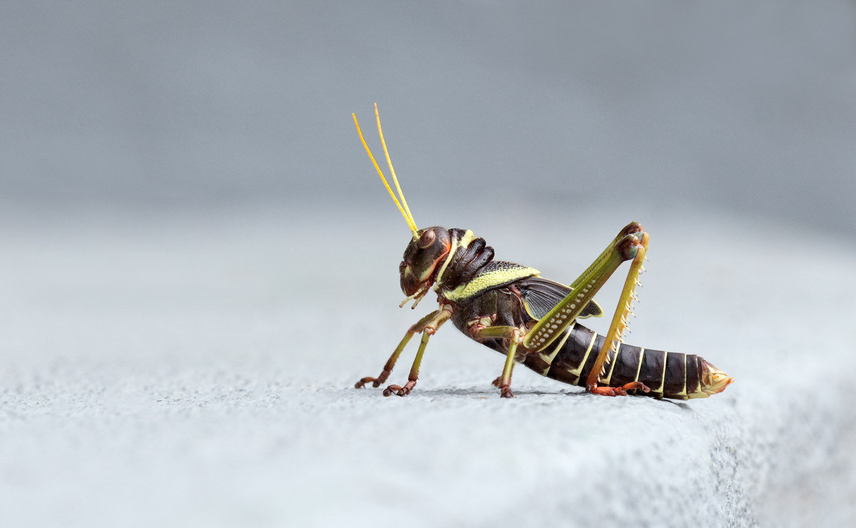 grasshopper in eusebio