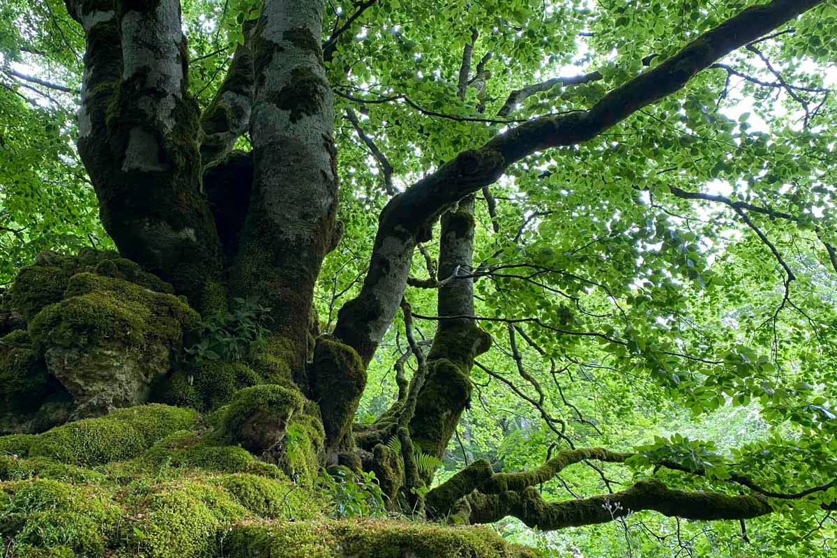 beech forest number two