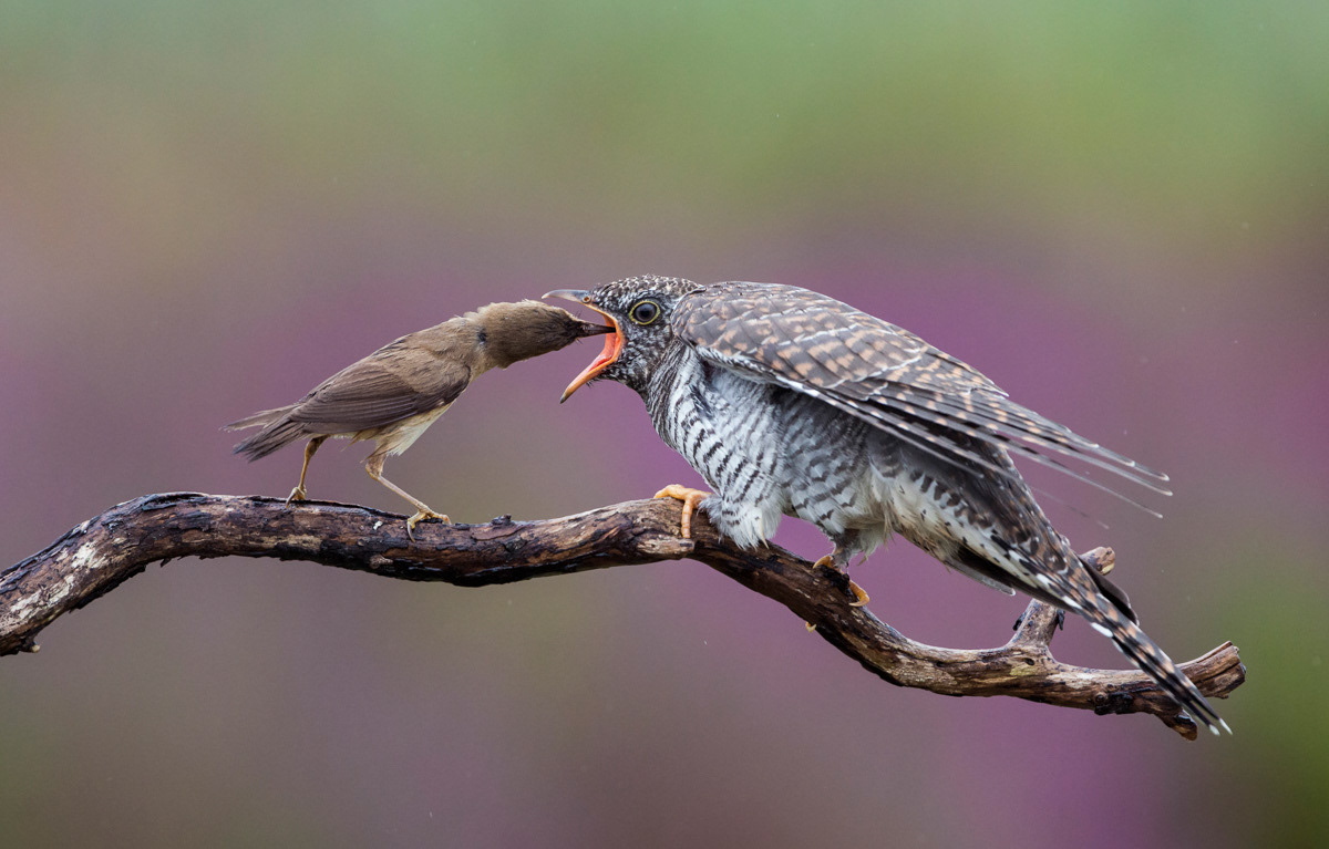 cuckoo chick being fed by a reed warbler