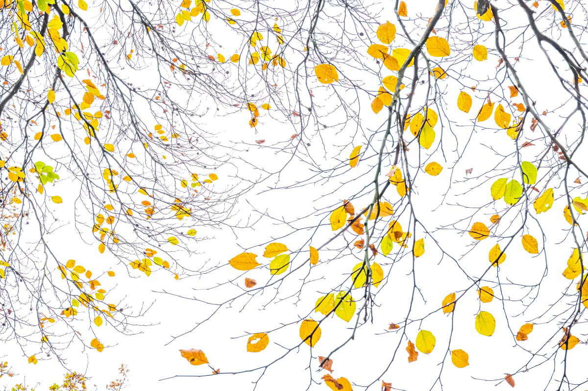 autumn beech confetti