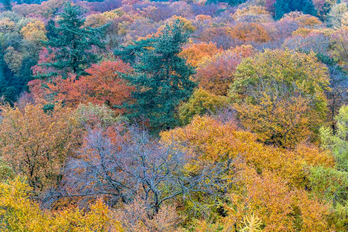 drone dream (november)