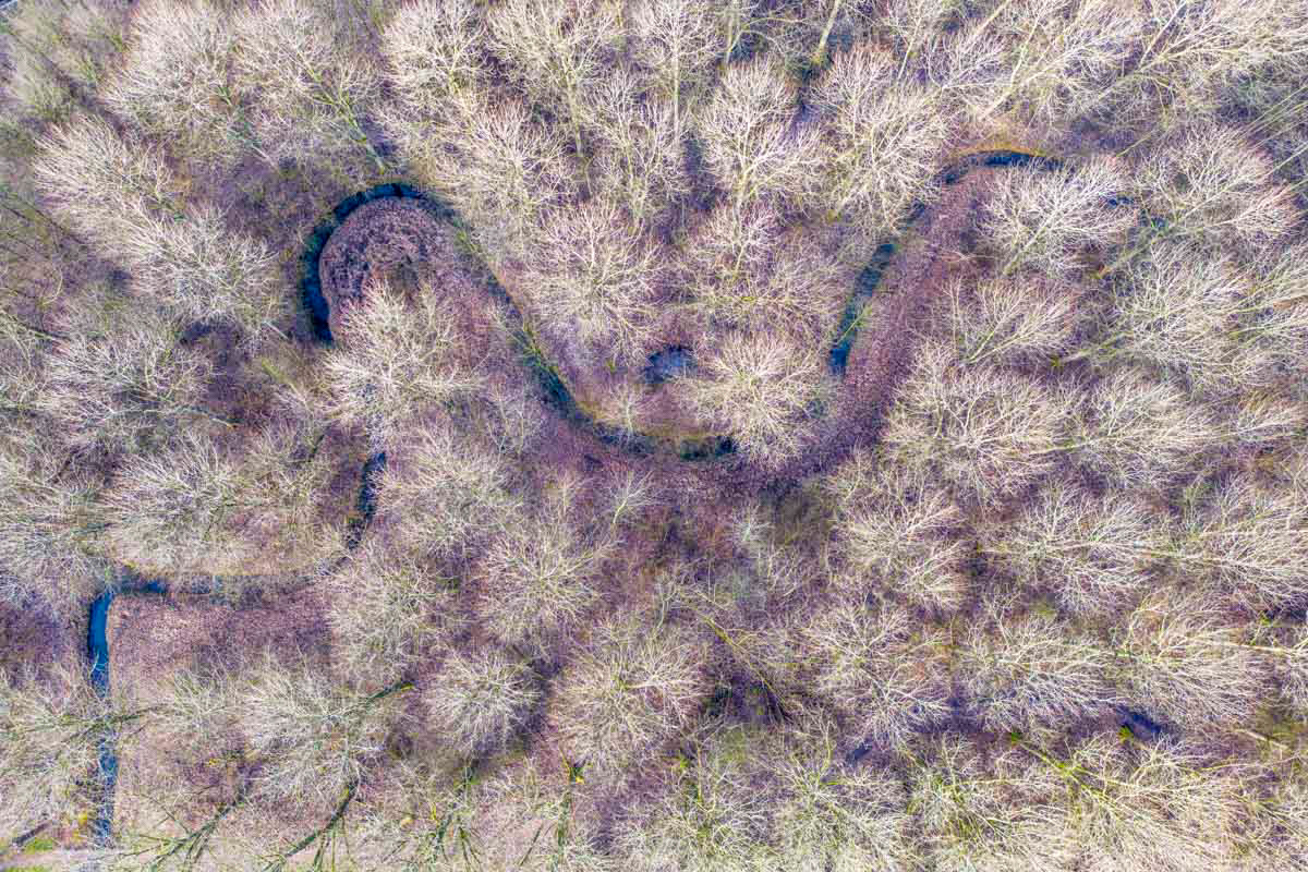 the forest and the brook