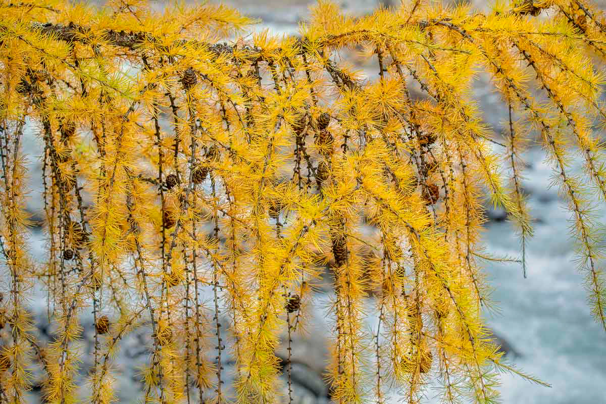 larch branche above the river