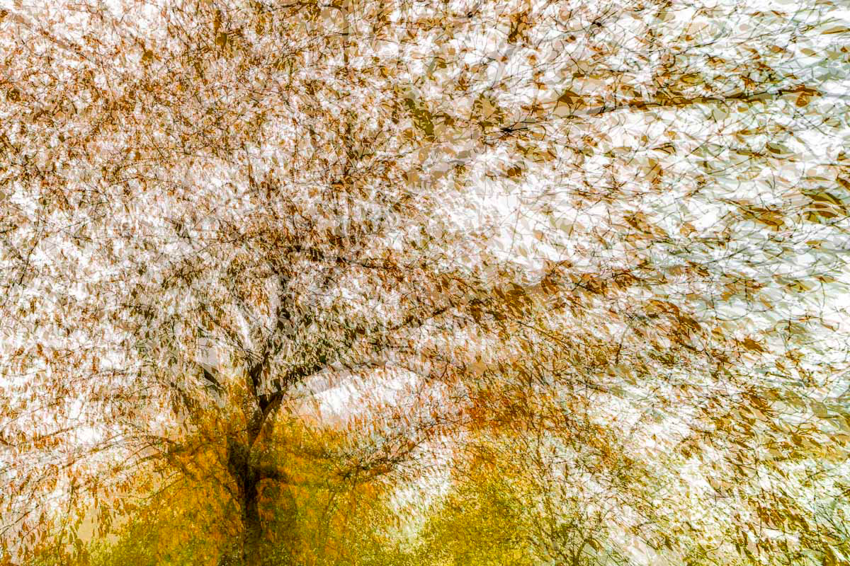 cherry tree swirl (october)