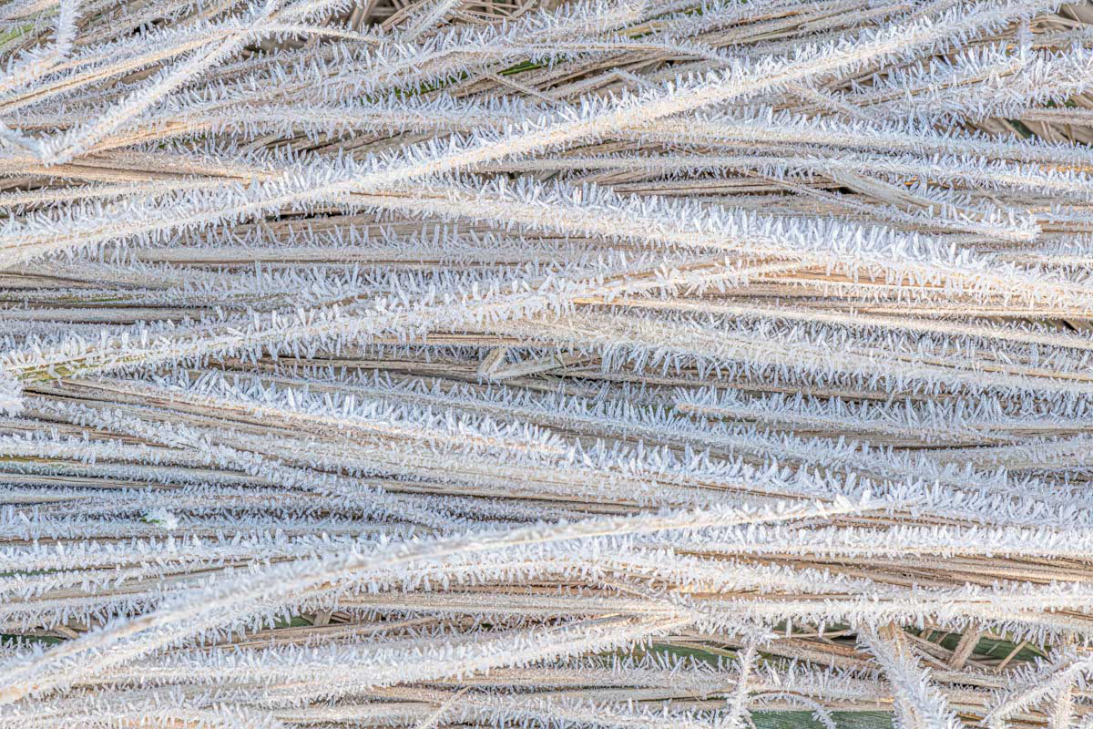 frozen reeds