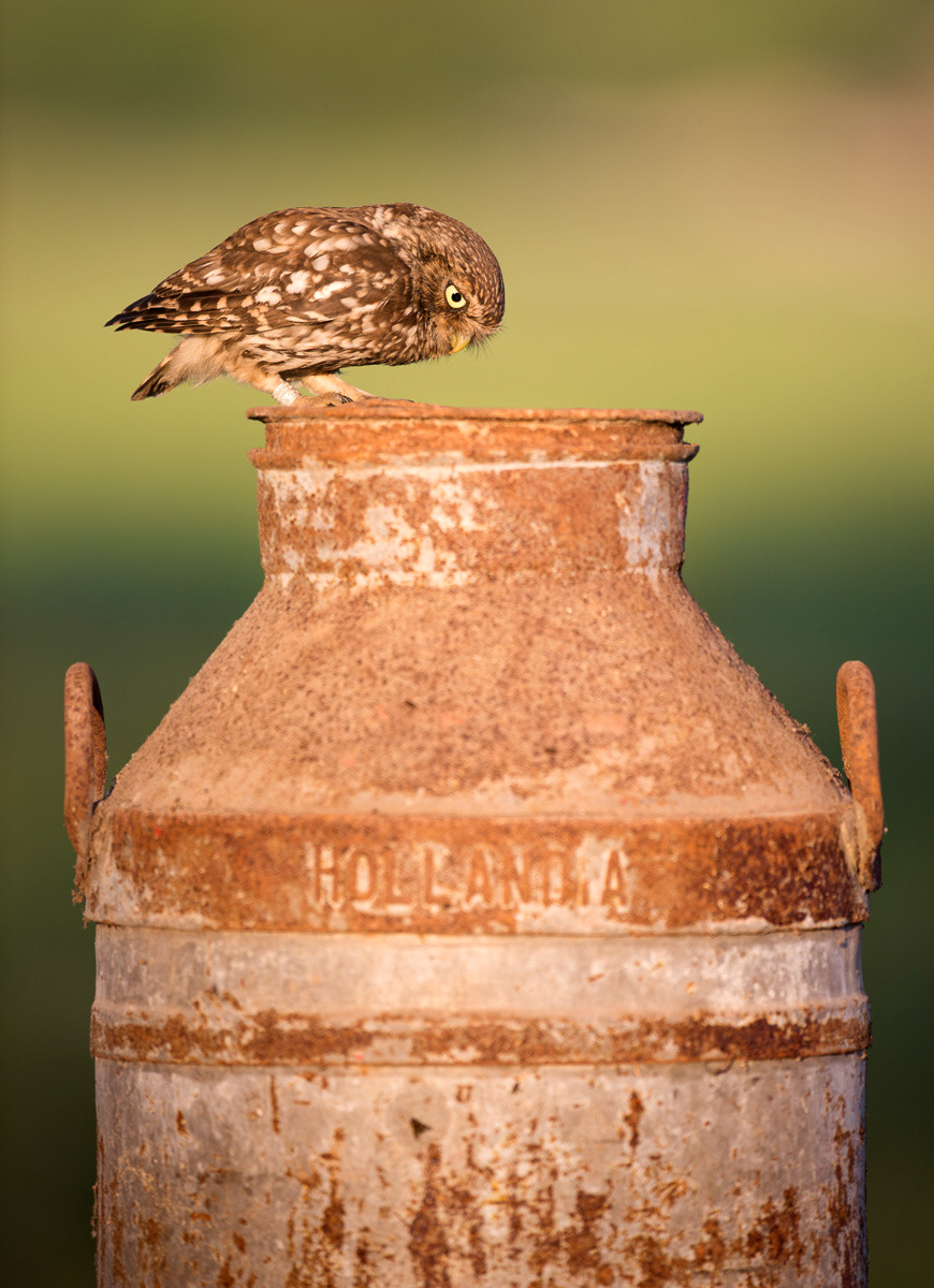 female little owl checking the milk