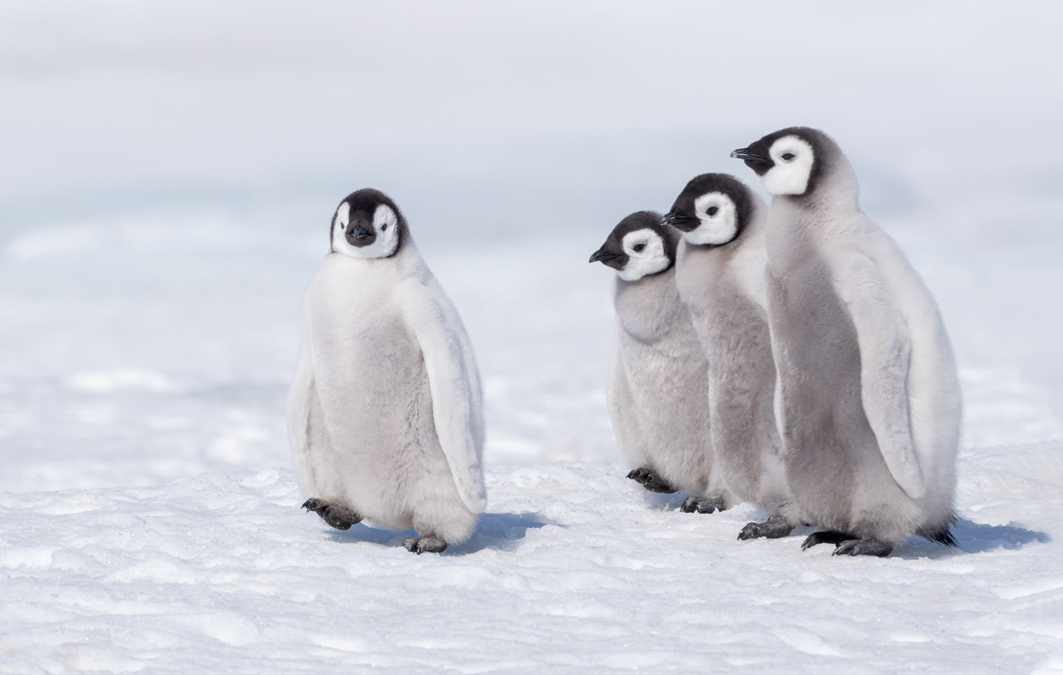 emperor penguin chicks sticking together