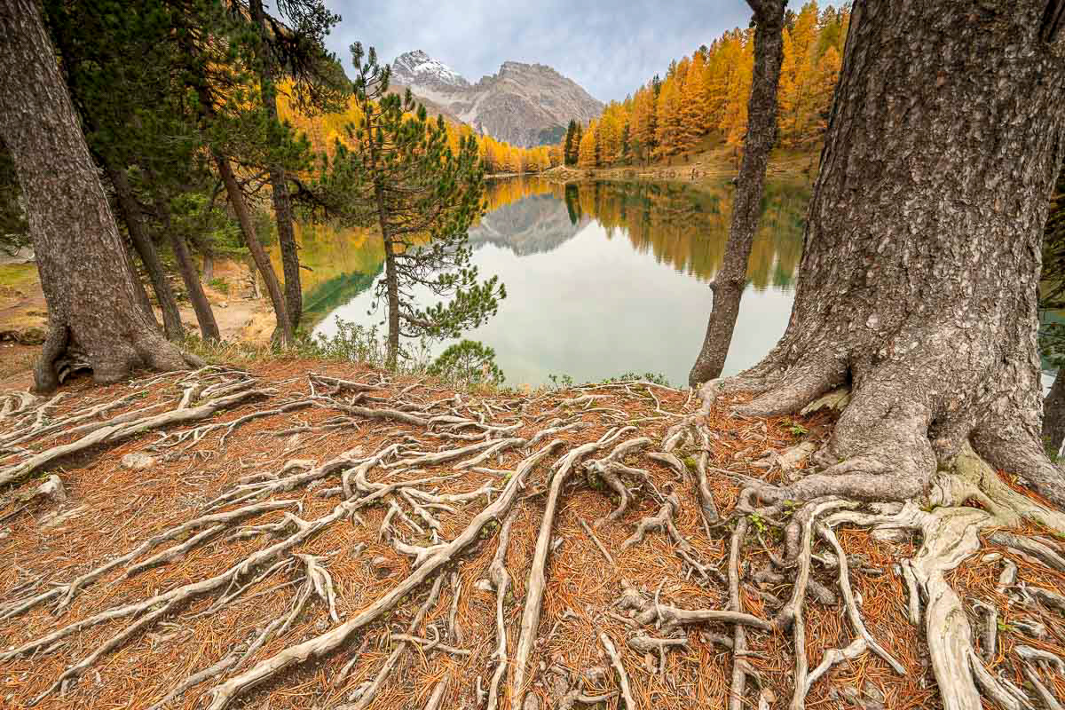 tree roots and the lake