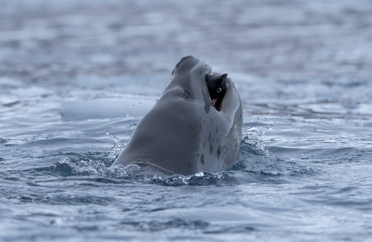 leopard seal with beheaded adelie penguïn