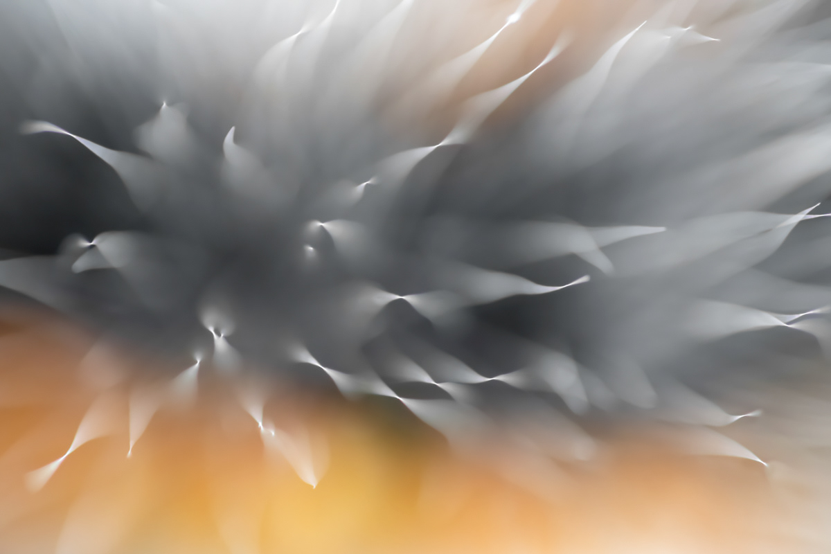 great tiger moth caterpillar