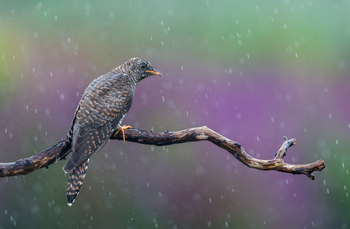 cuckoo chick in the rain