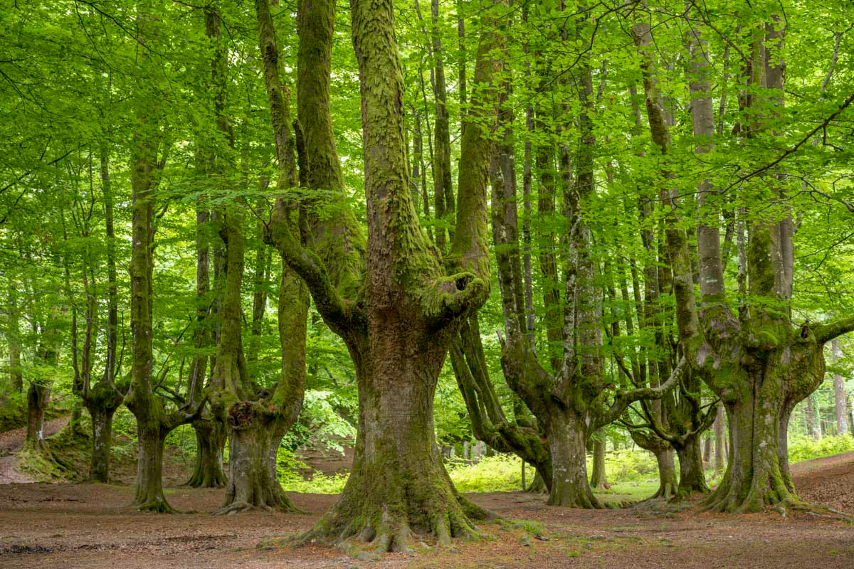 beech forest number one