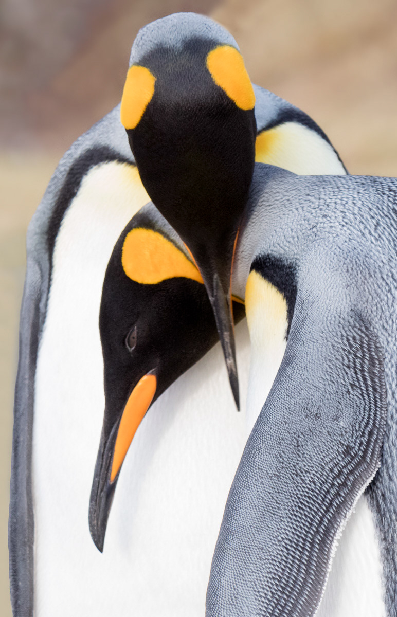 king penguins embracing