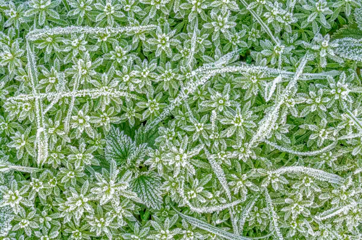 frozen weeds (signature)