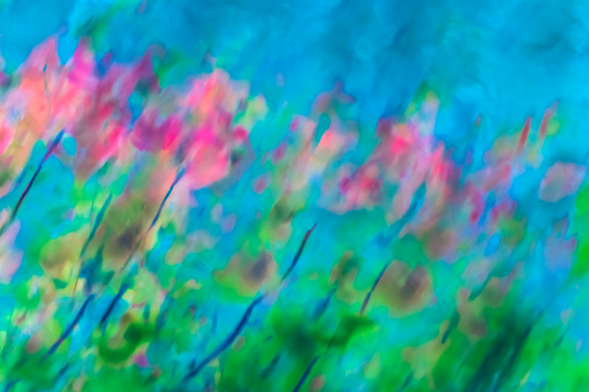 maple tree reflected in water (october)