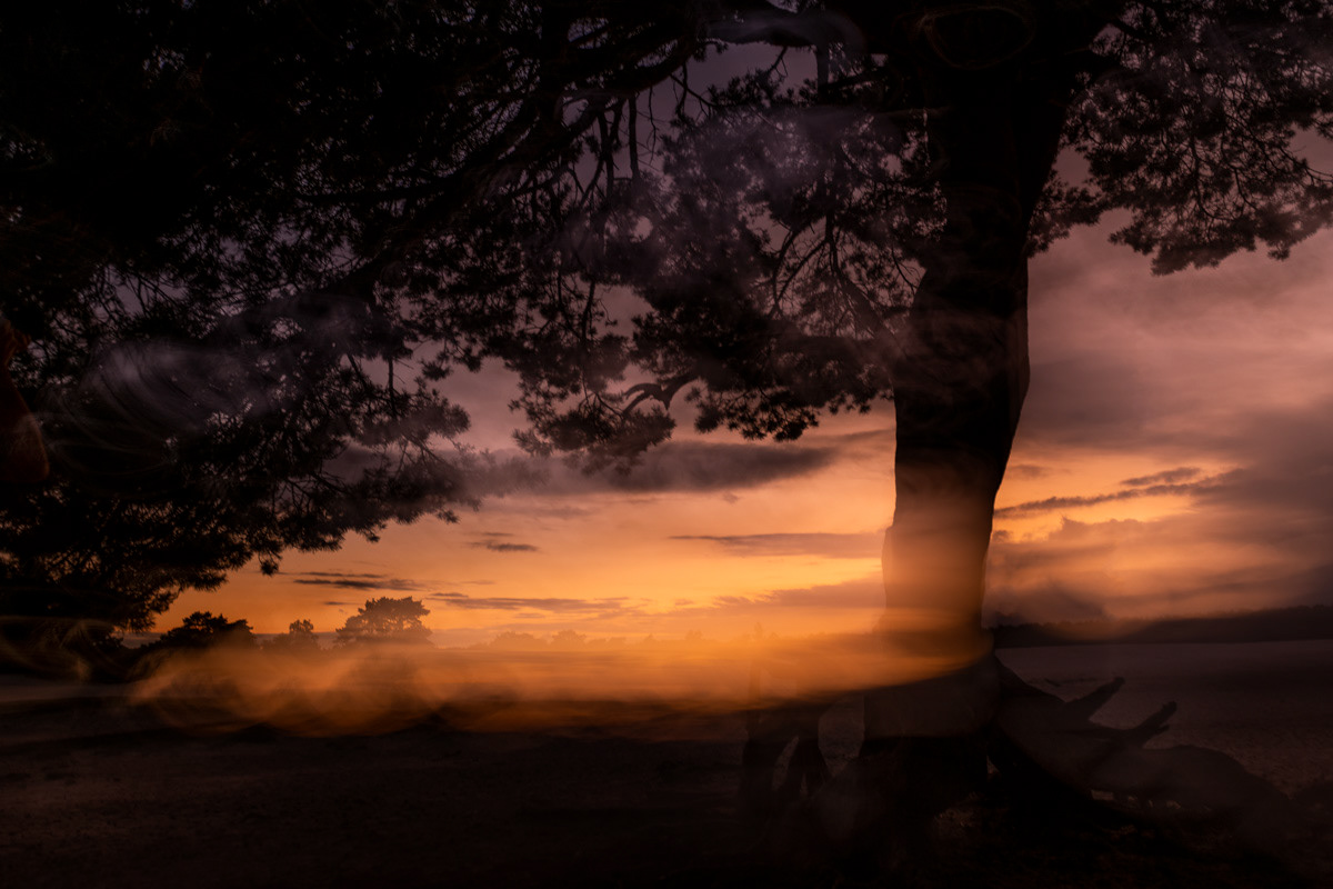 the pine tree in september