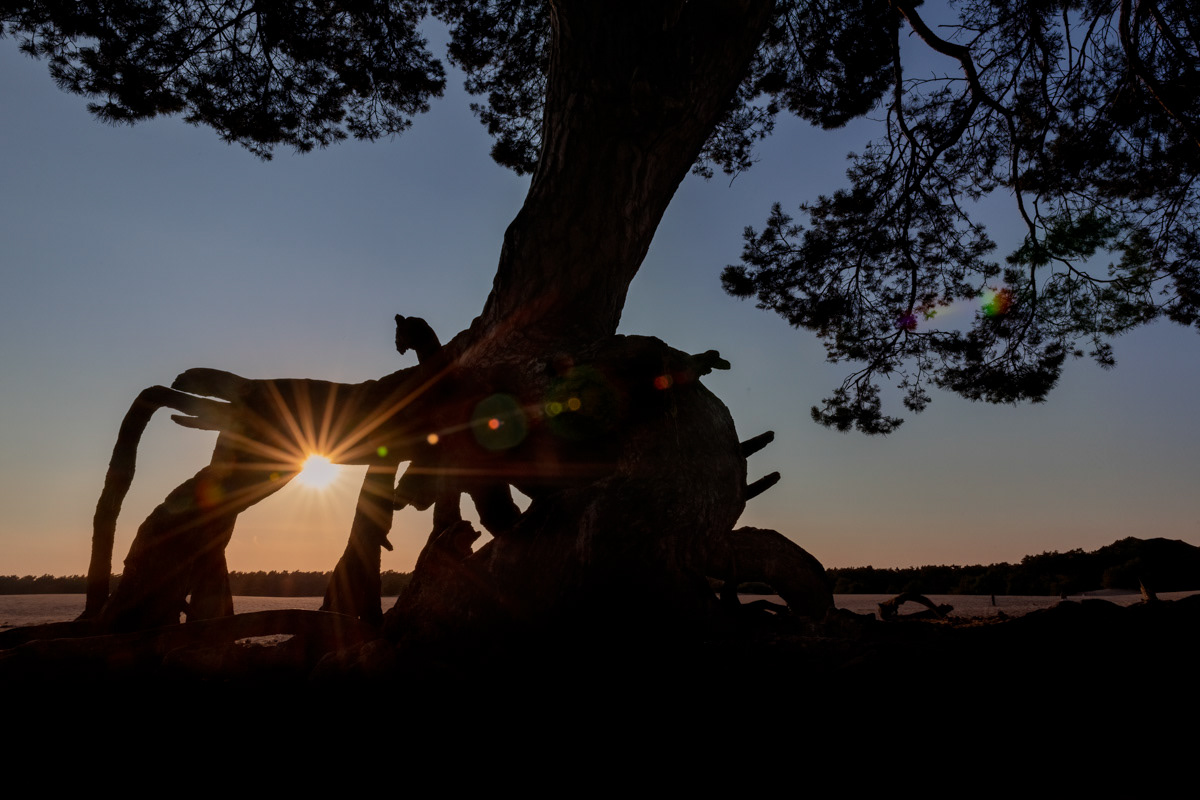 the pine tree on a summer evening