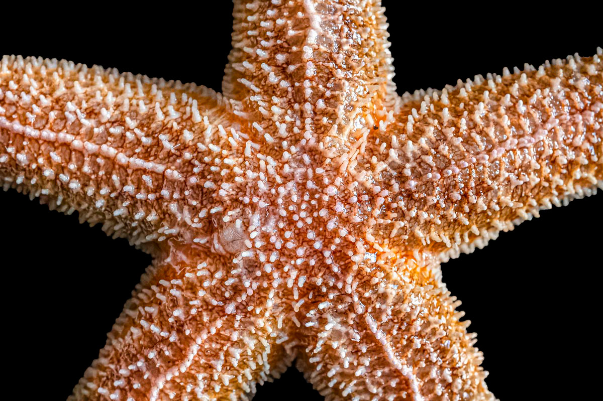 starfish topside
