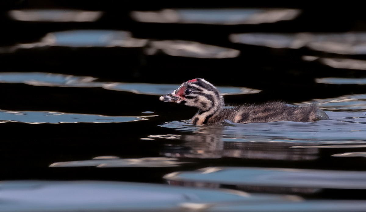 great crested grebe chick swimming in between the houseboats