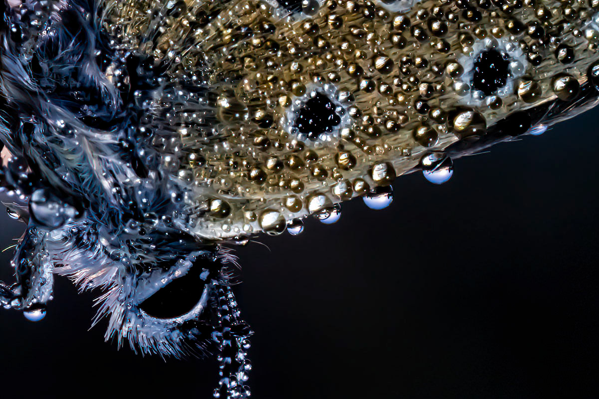 common blue covered in dew drops