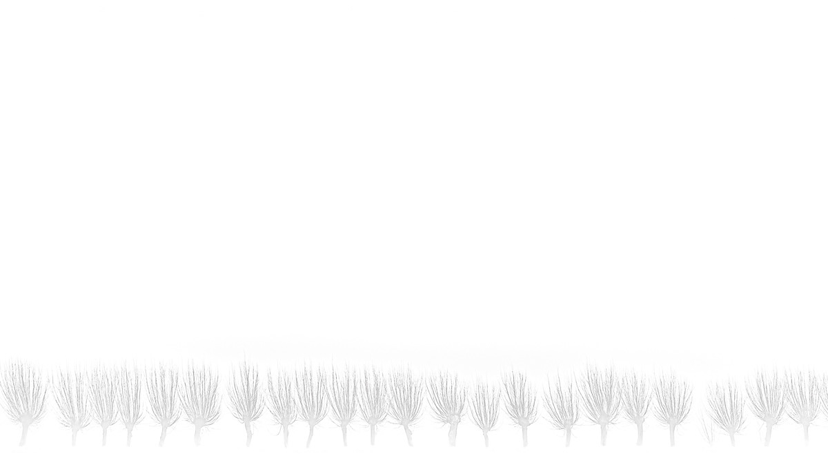 pollard willows in january