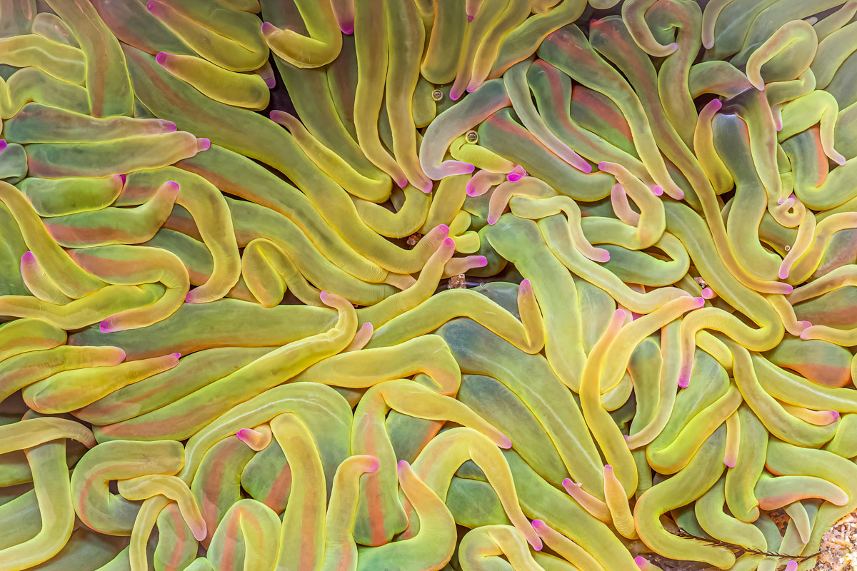 sea anemone in tidal pool