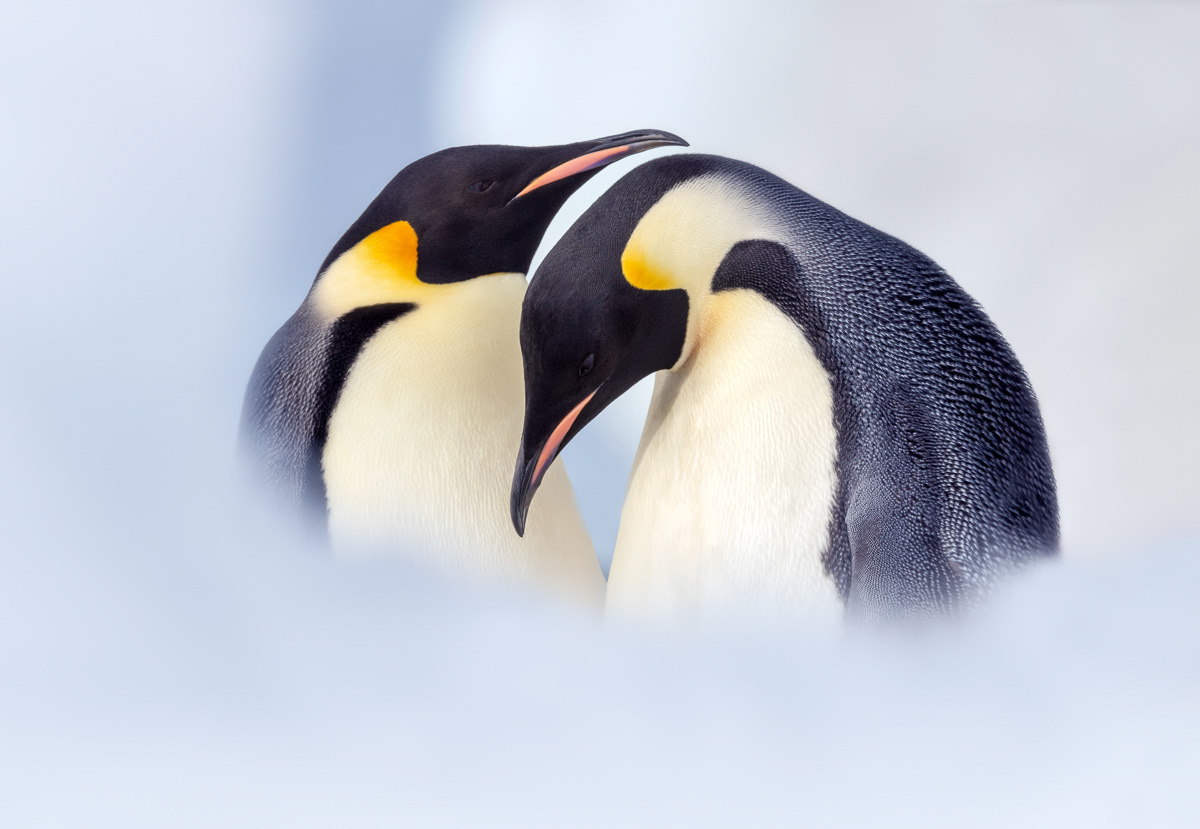 emperor penguins in courtship behavior