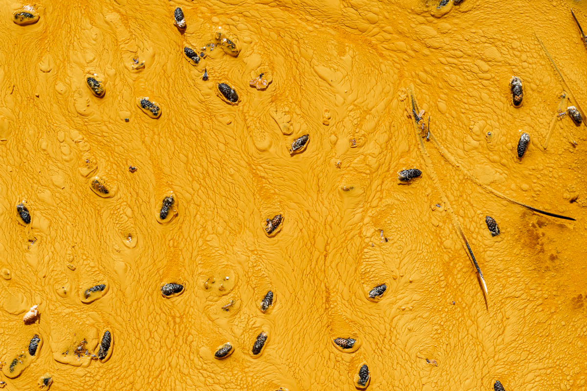 structures in the river bed with small fruits of the pine trees