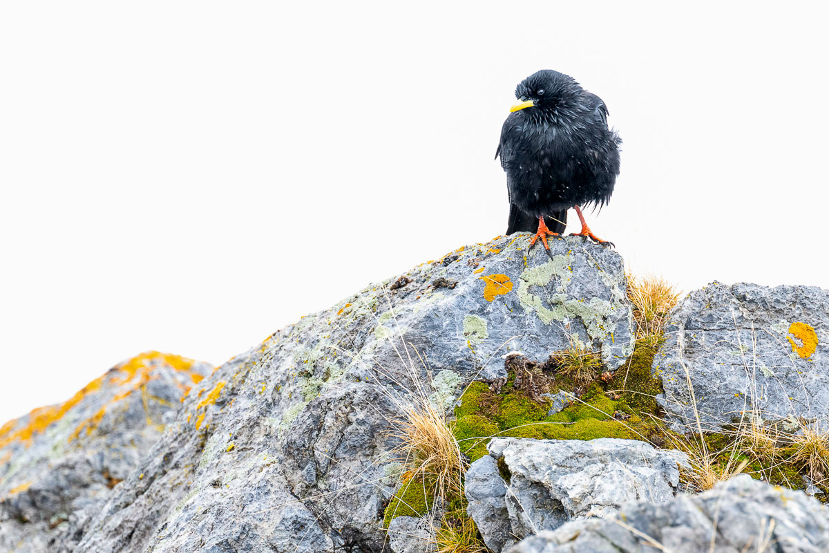 alpine chough