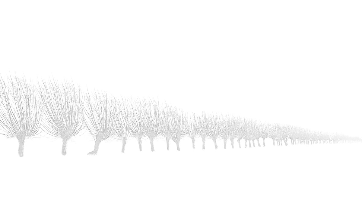 pollard willows in january