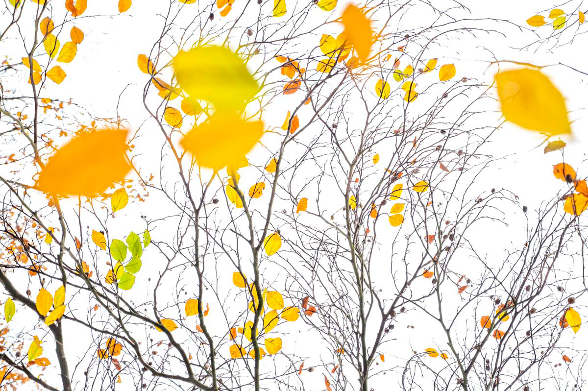 autumn beech confetti