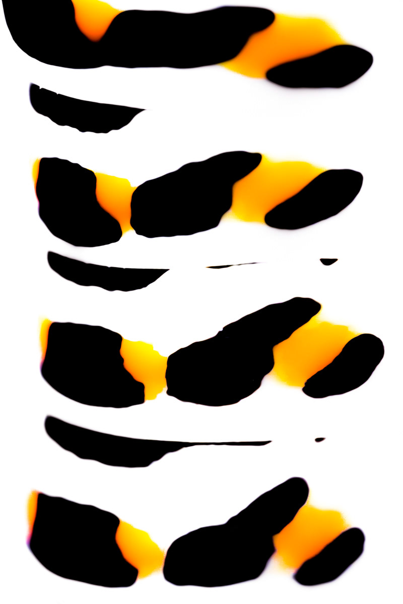 swallowtail caterpillar