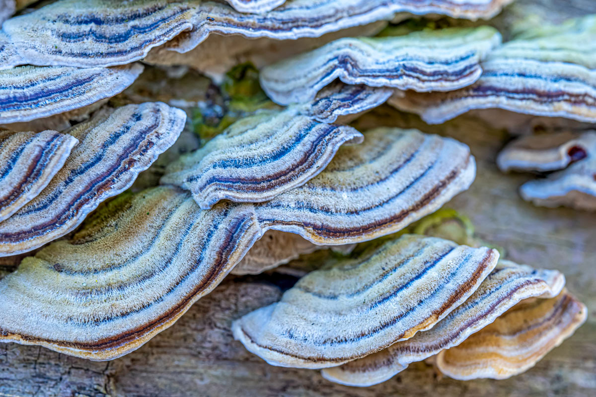 turkey tails