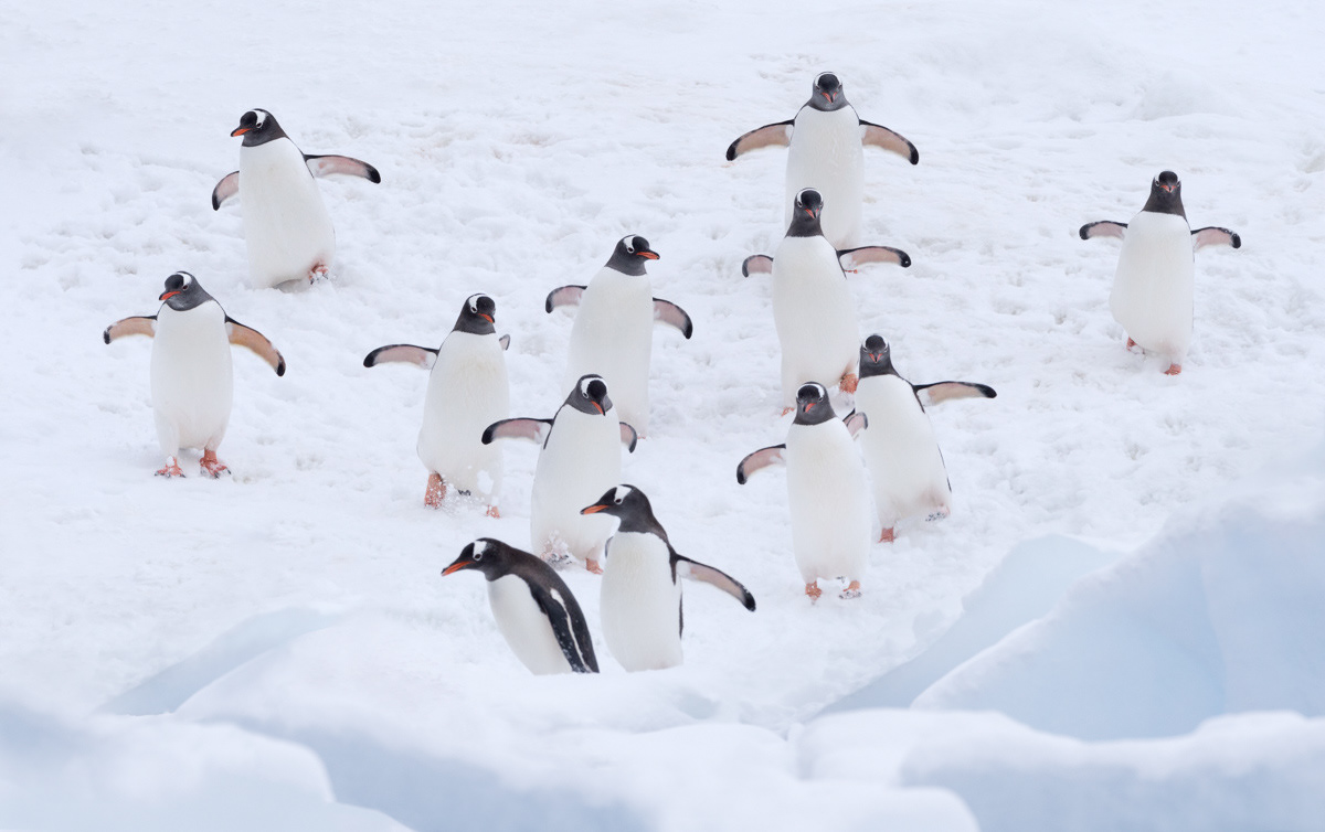 gentoo penguins on their way to the sea