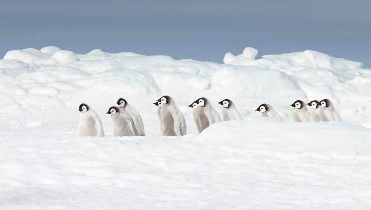 emperor penguin chicks sticking together
