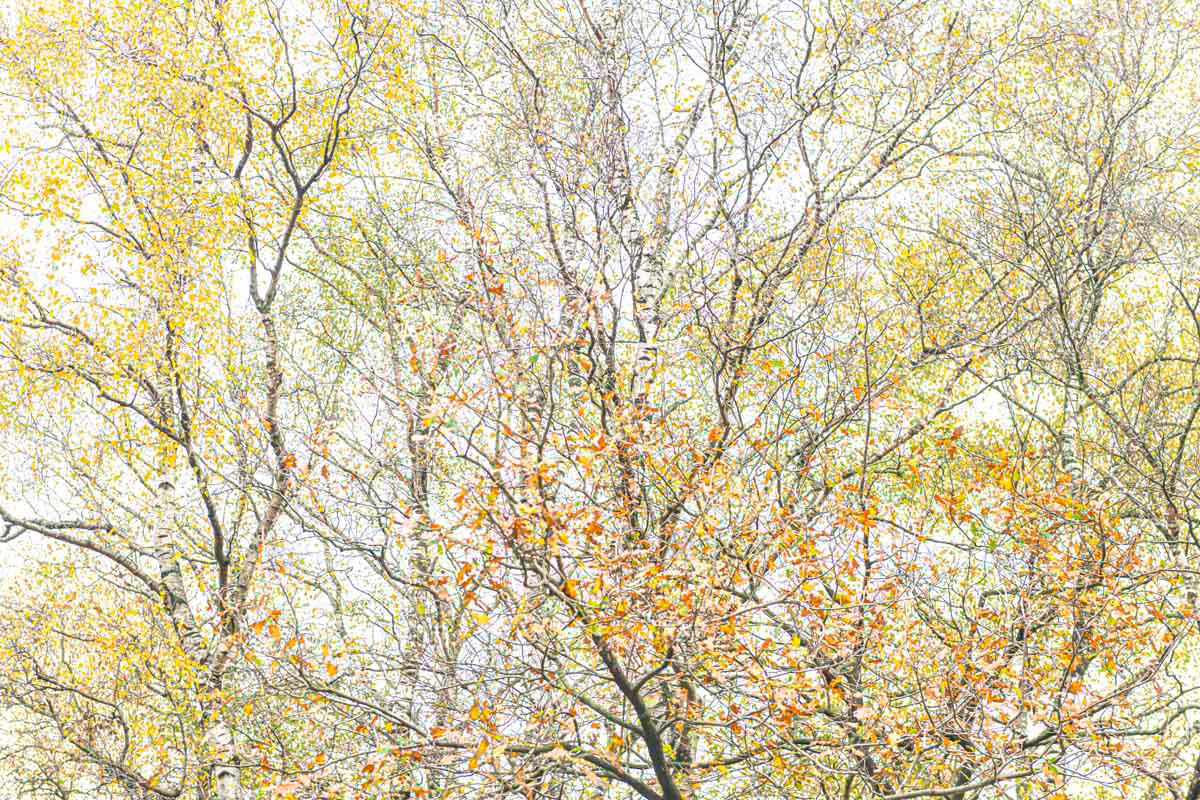 last leaves clinging in november