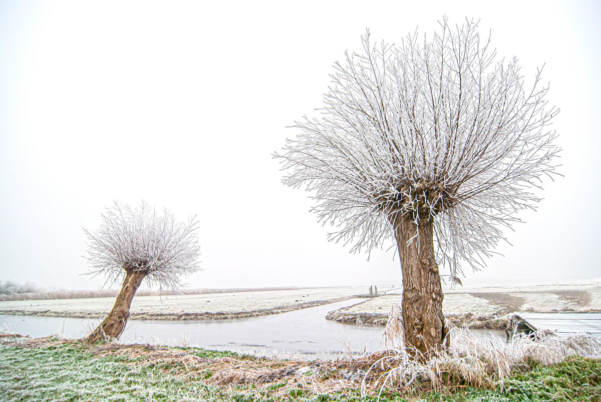 hoarfrosted pollard willows (2007)