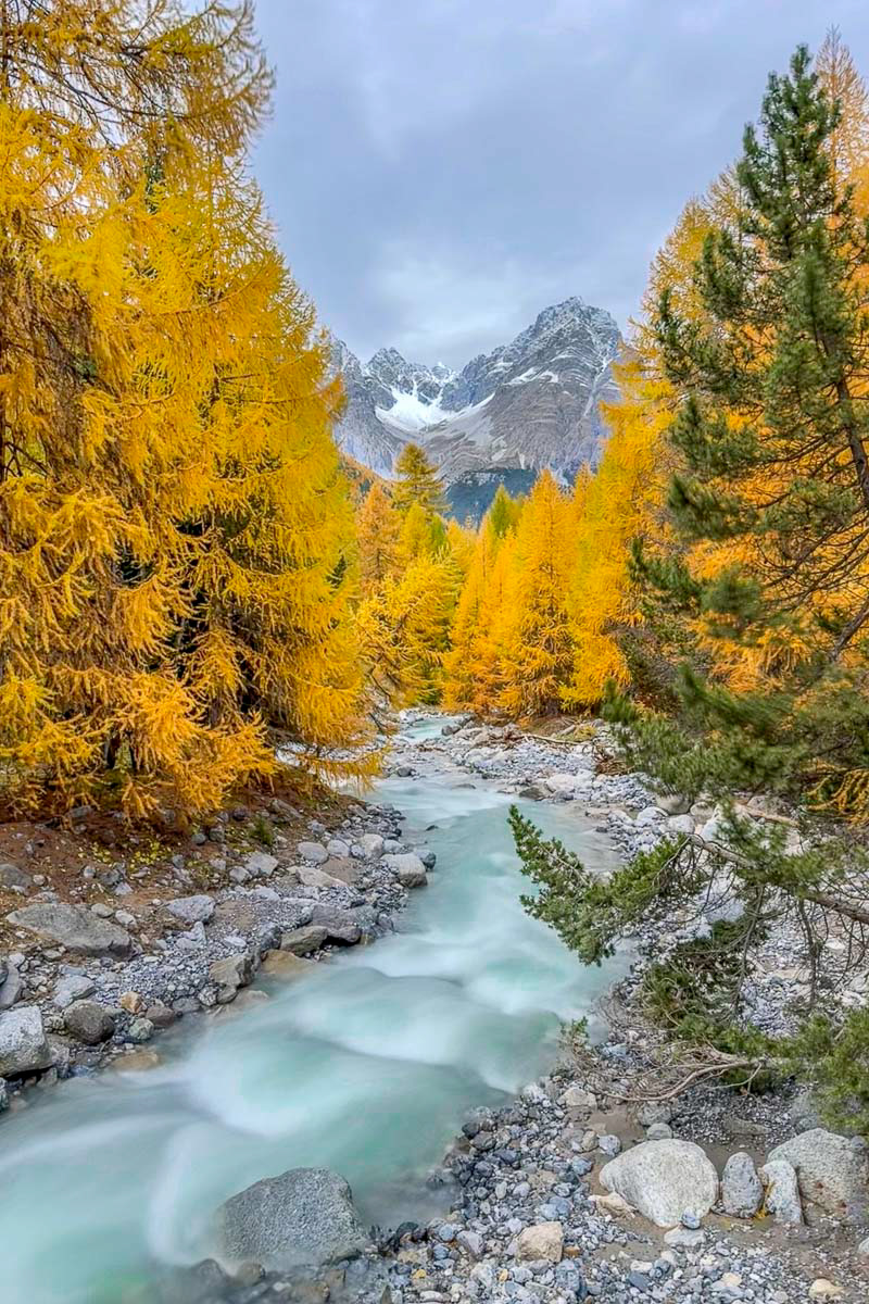 narrow river and those beautiful colored larches