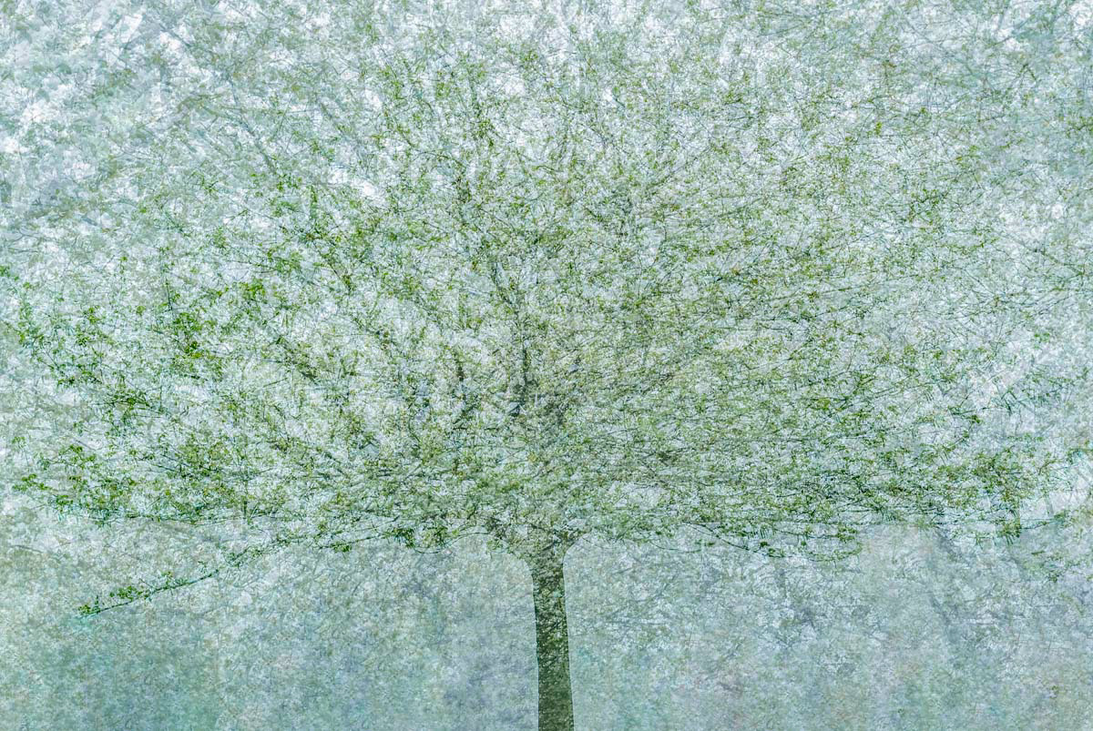blossoming tree swirl in april