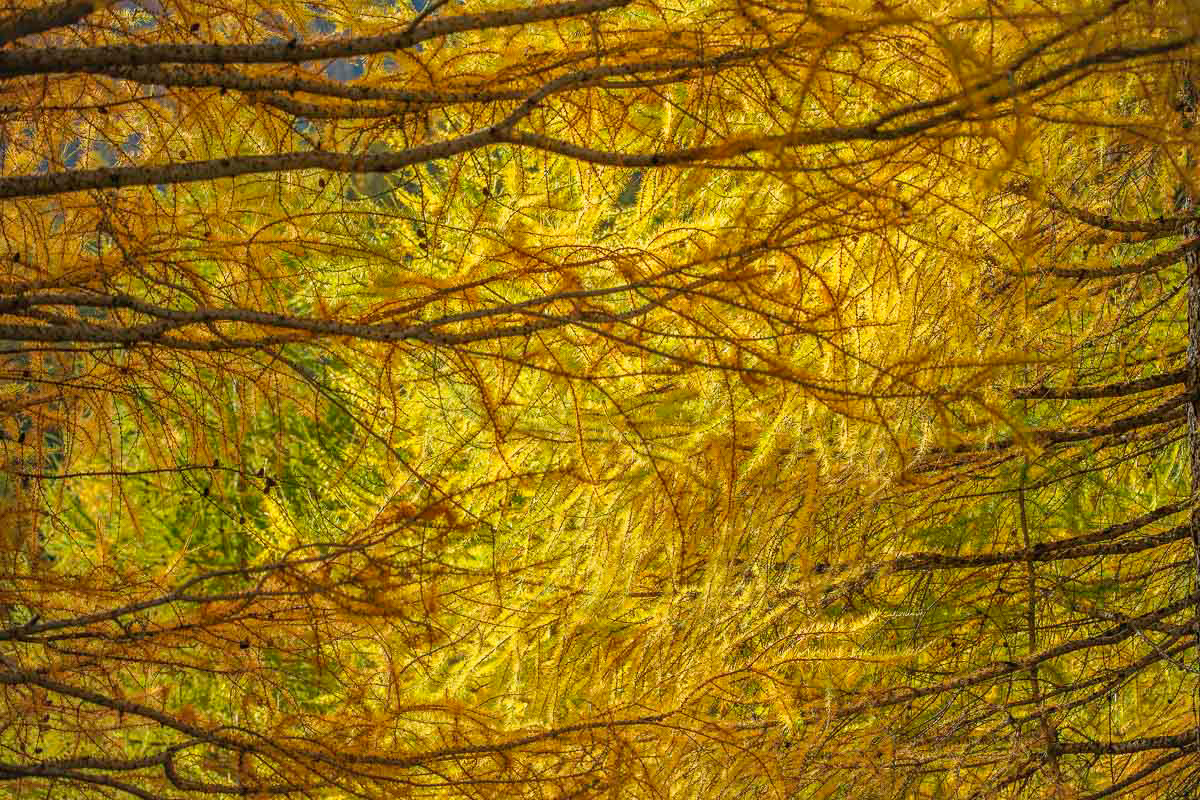larch branches