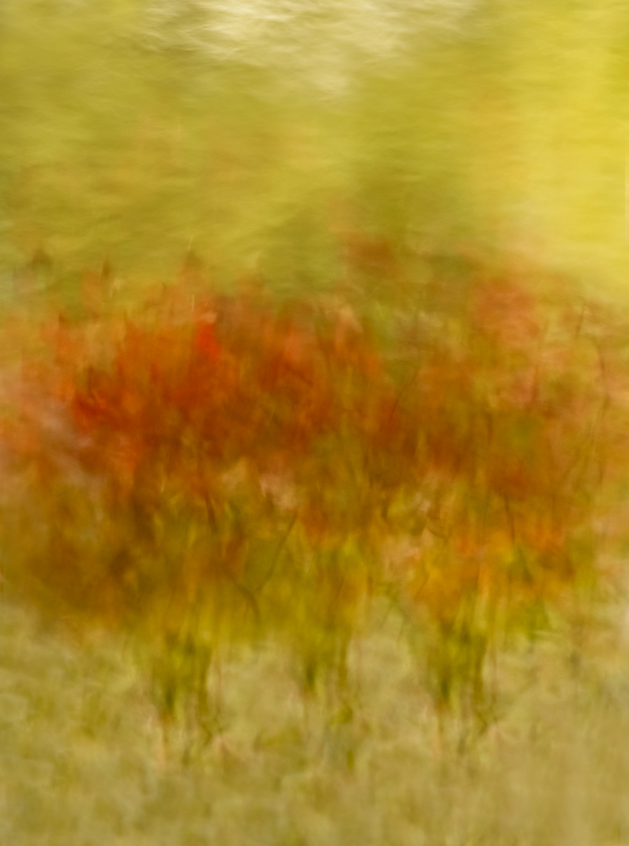 maple tree reflections in september