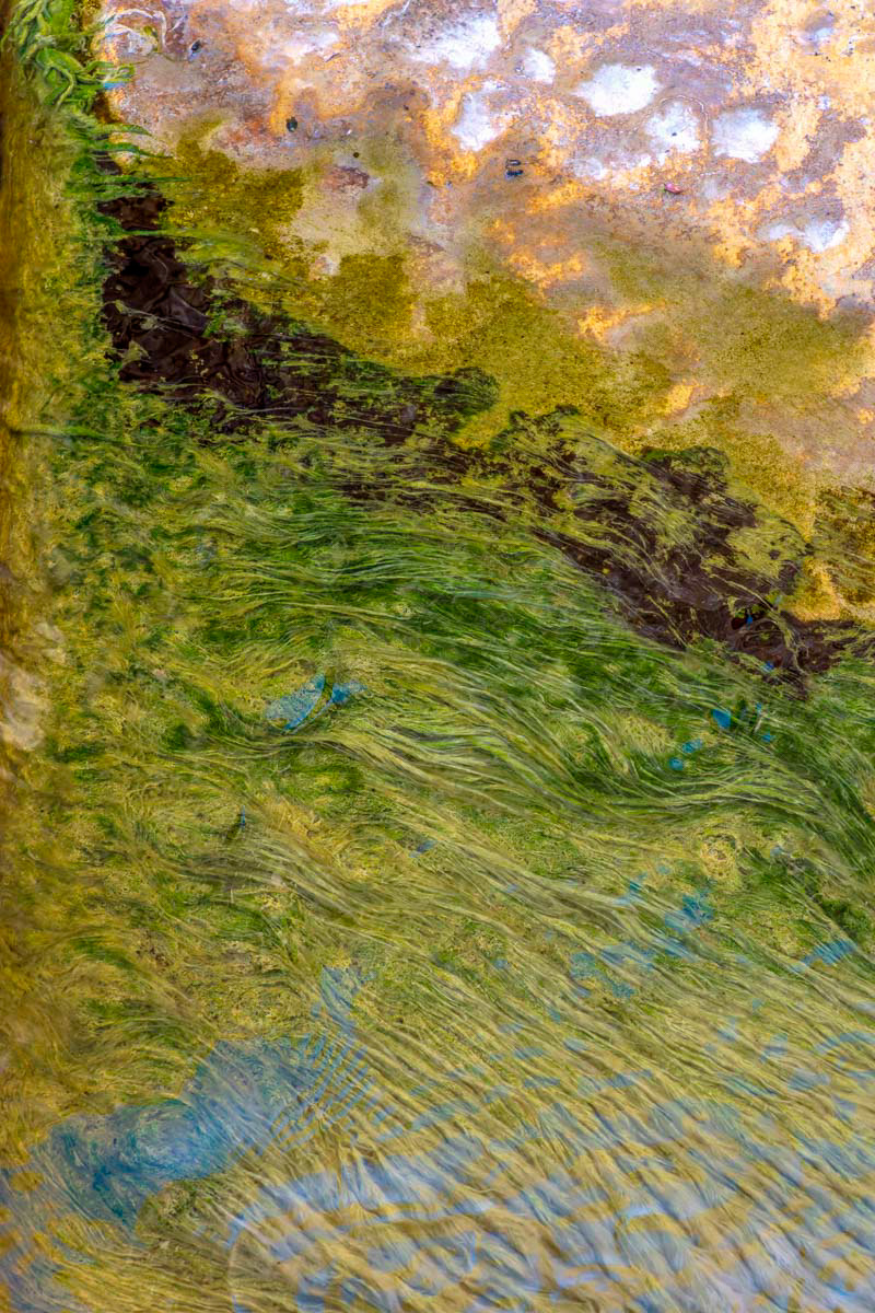 algae and stones