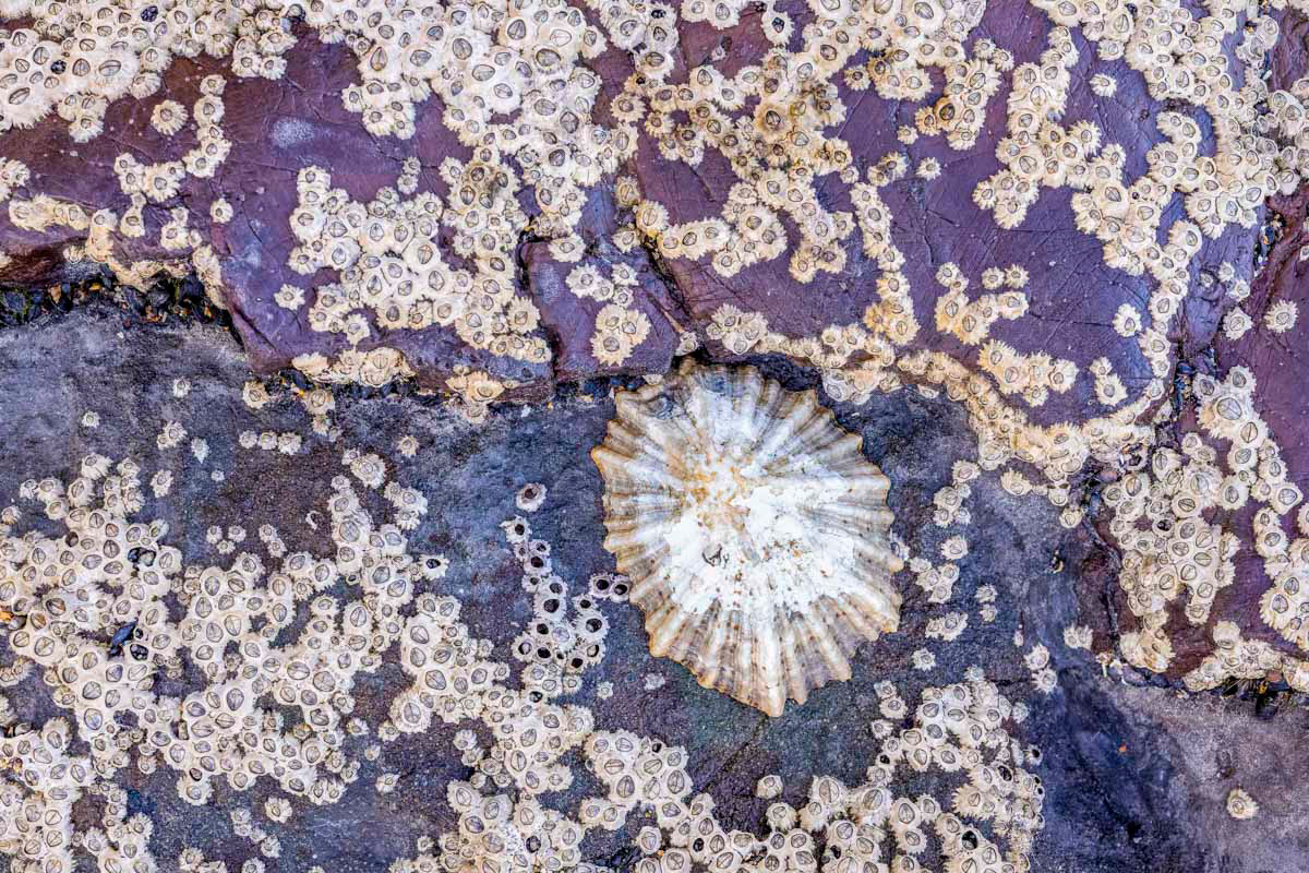 limpets and barnacles