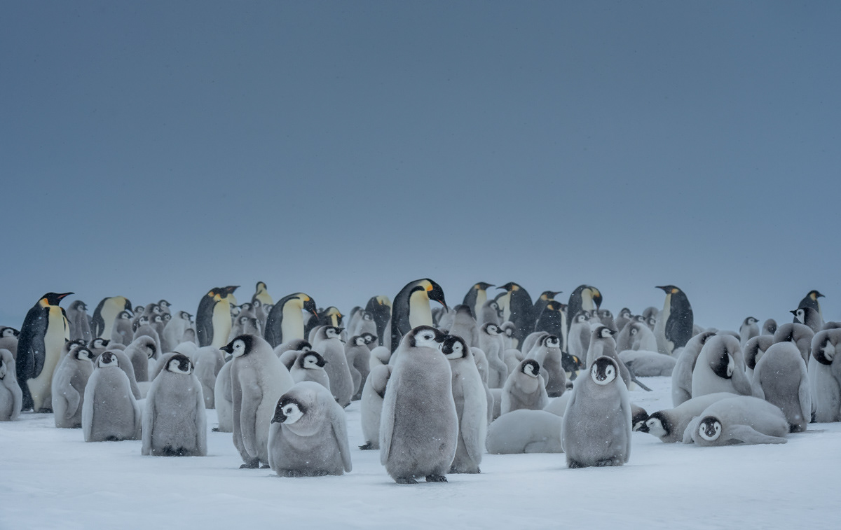 zooming in on the colony