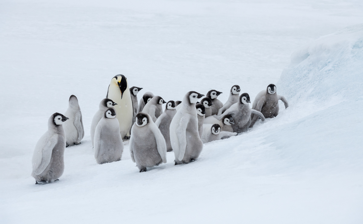 guarding the playing chicks