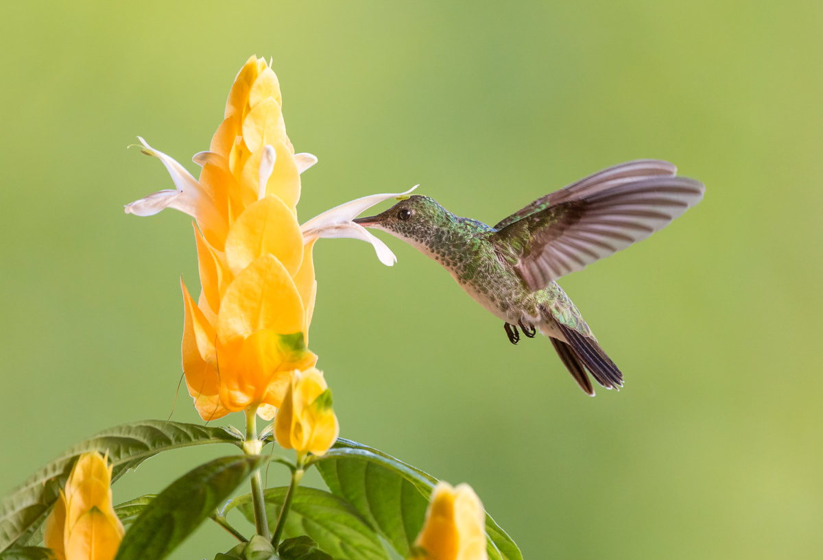 plain-bellied emerald hummingbird feeding from shrimp flower