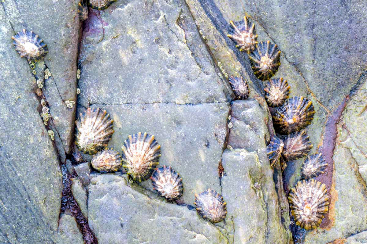 limpets