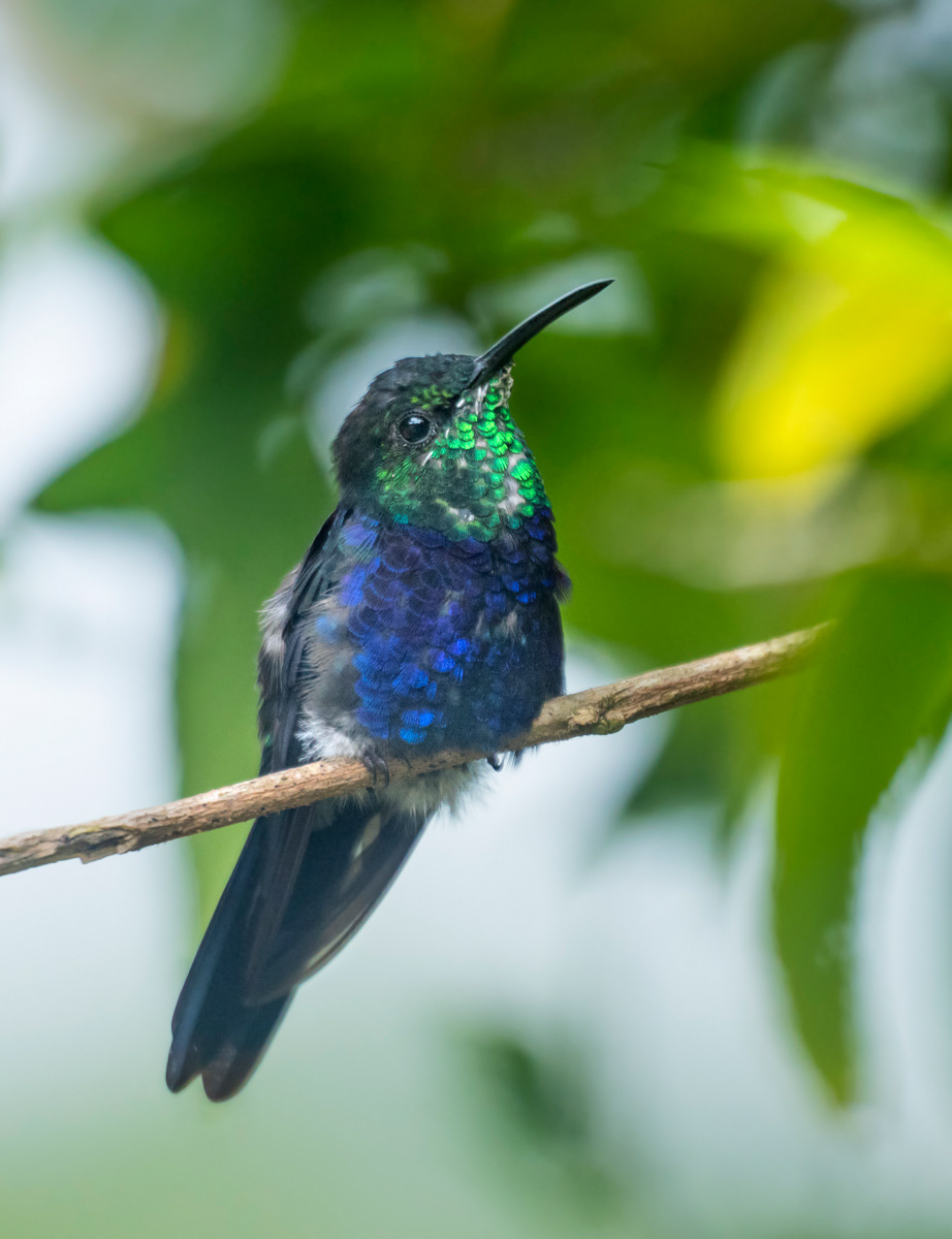 fork-tailed woodnymph in guaramiranga